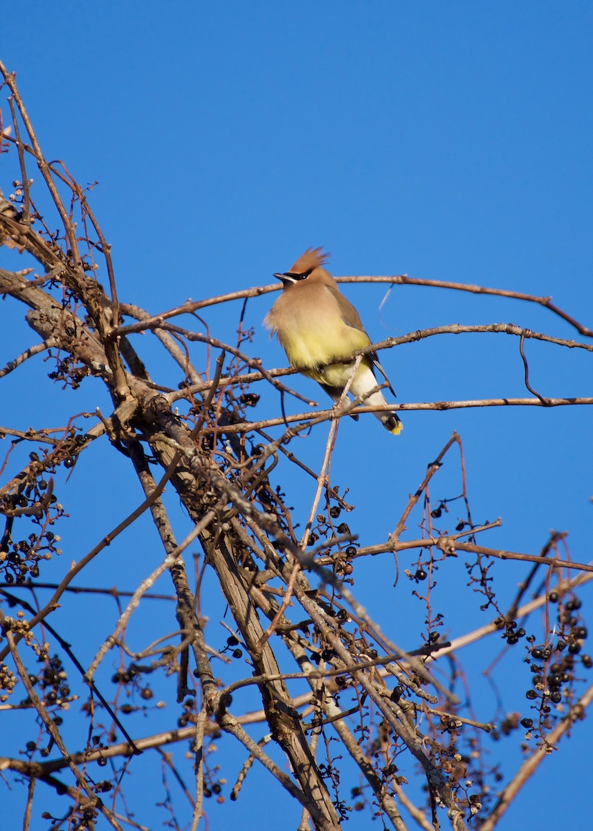 Cedar Waxwing - ML80778561