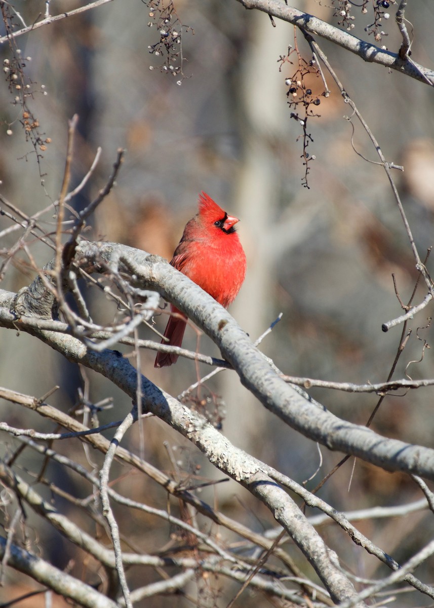 Cardenal Norteño - ML80778581