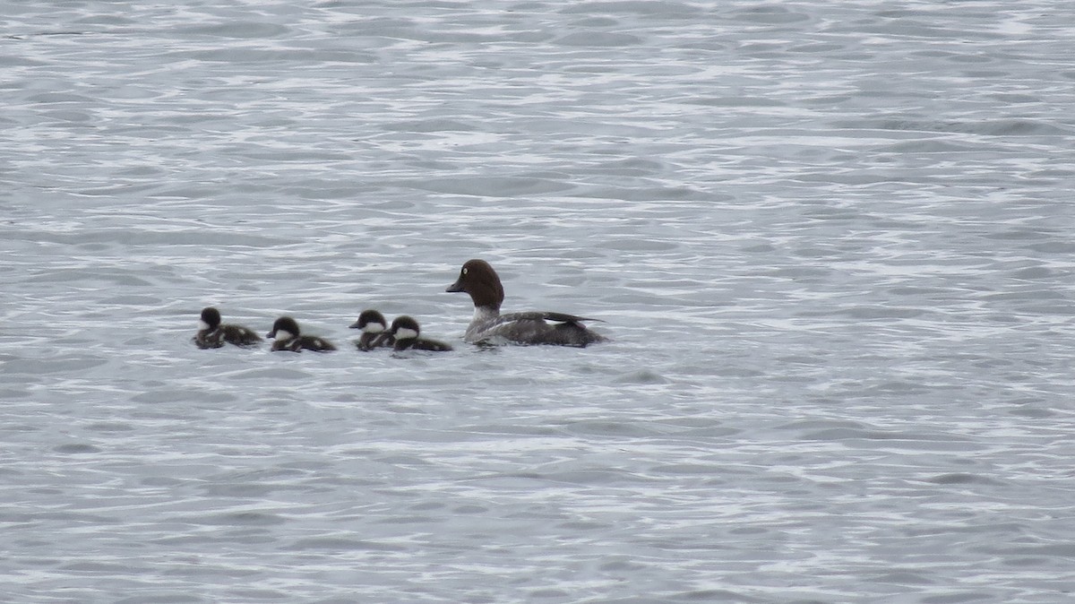 Common Goldeneye - ML80778661