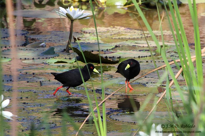 Polluela Negra Africana - ML80779691