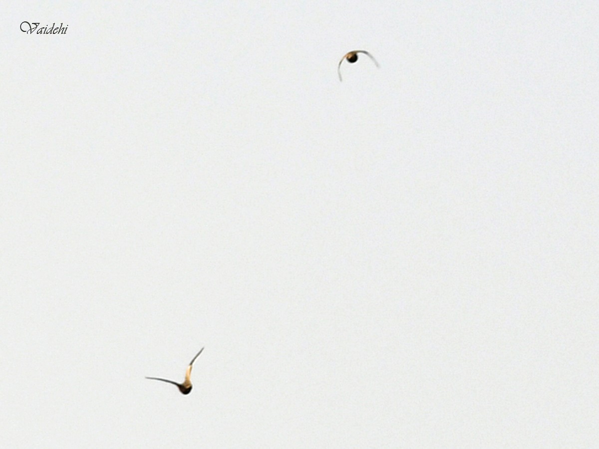 Chestnut-bellied Sandgrouse - ML80779761