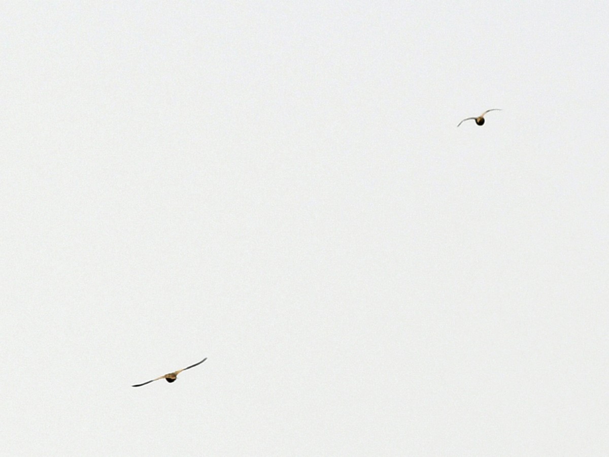 Chestnut-bellied Sandgrouse - Vaidehi  Gunjal