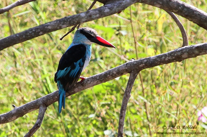 Blue-breasted Kingfisher - Juan María Domínguez Robledo