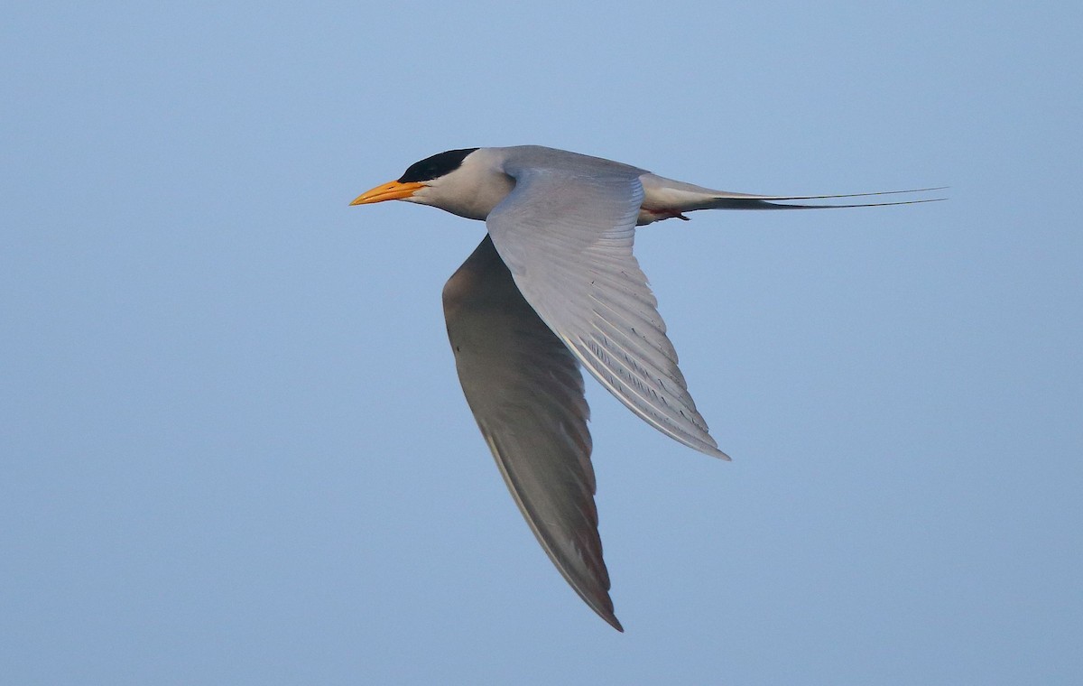 River Tern - Albin Jacob