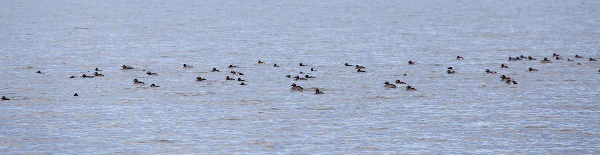 Long-tailed Duck - ML80783721