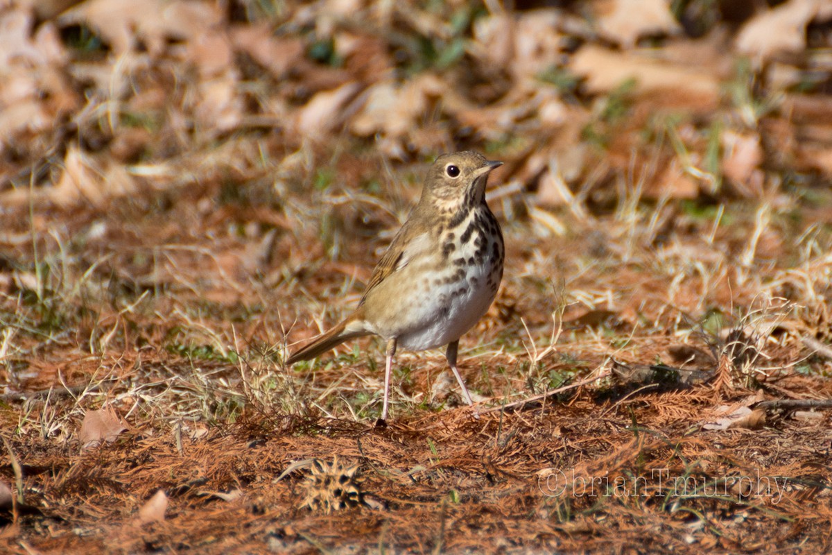 Hermit Thrush - Brian Murphy