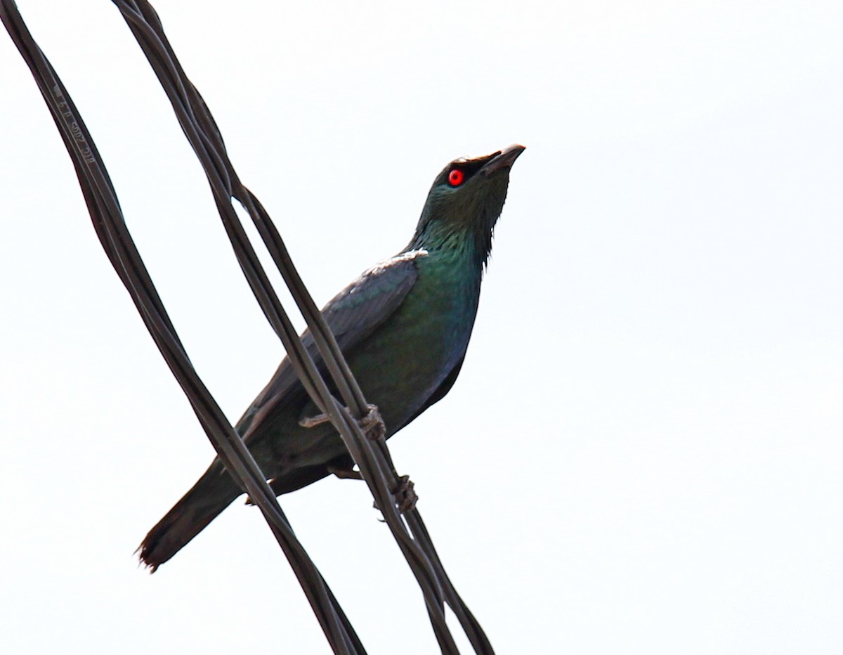 Asian Glossy Starling - ML80784721