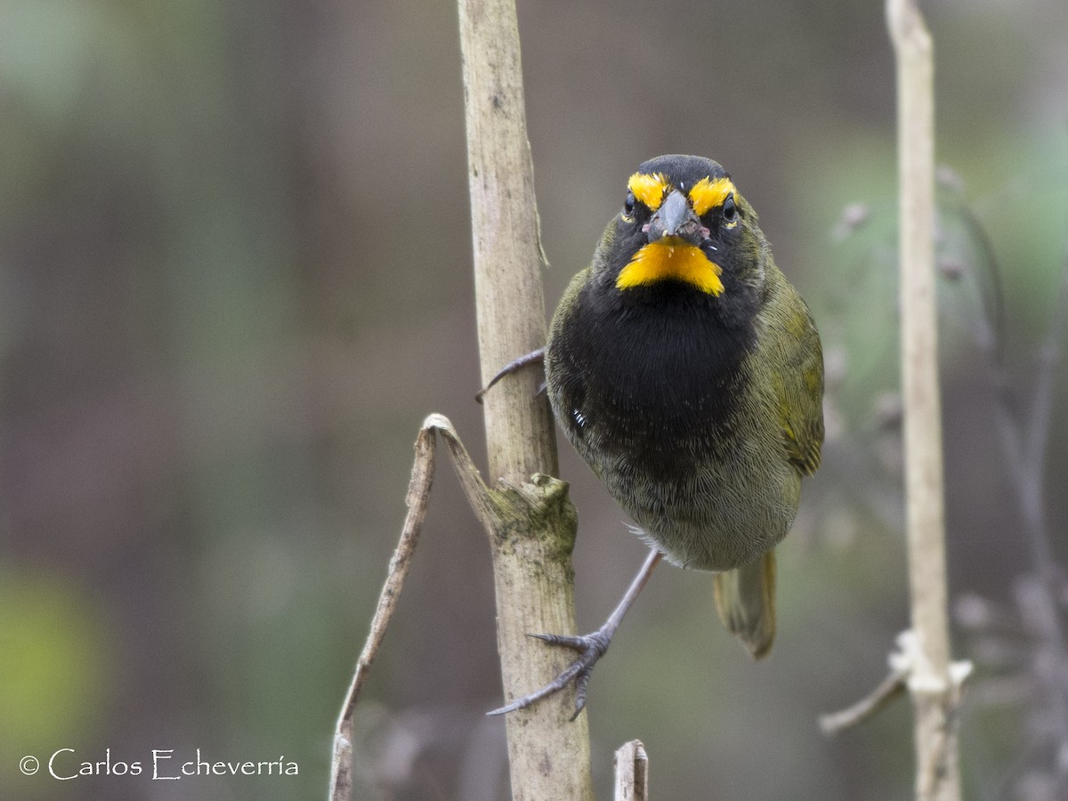 Yellow-faced Grassquit - Carlos Echeverría