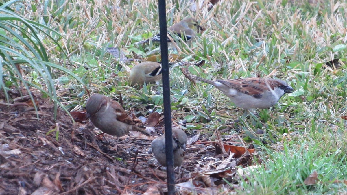 House Sparrow - ML80785701