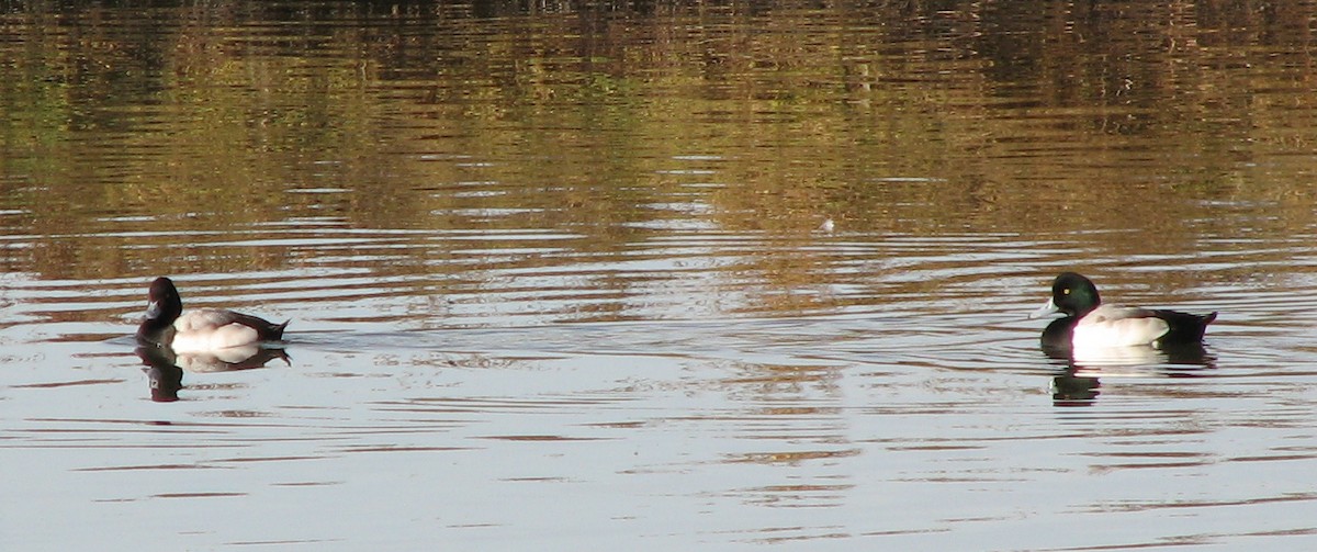 Greater Scaup - ML80787481