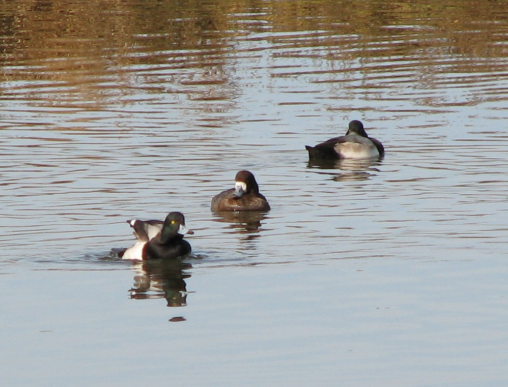 Greater Scaup - ML80787671