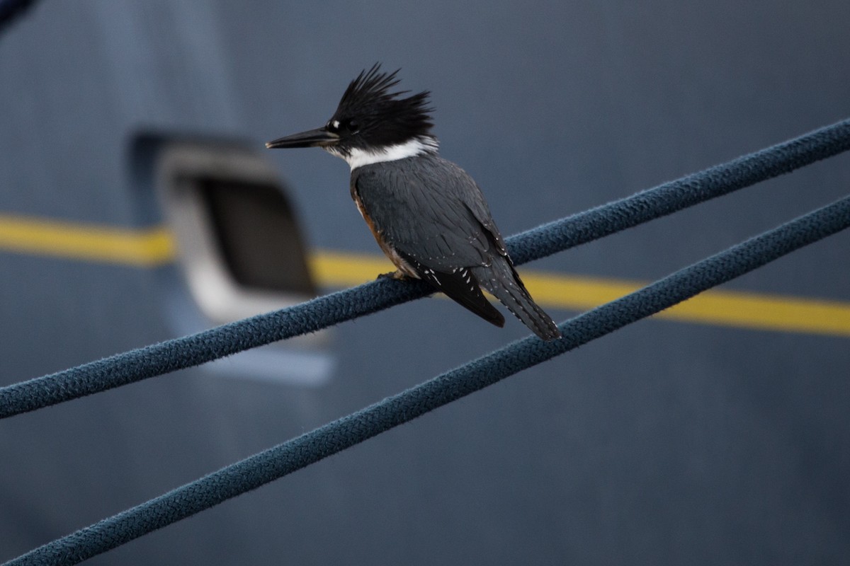 Belted Kingfisher - ML80788131