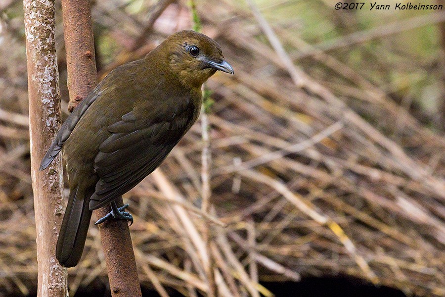 Vogelkop Bowerbird - Yann Kolbeinsson