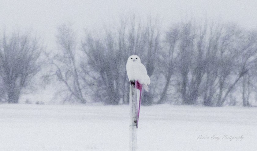 Snowy Owl - ML80790081