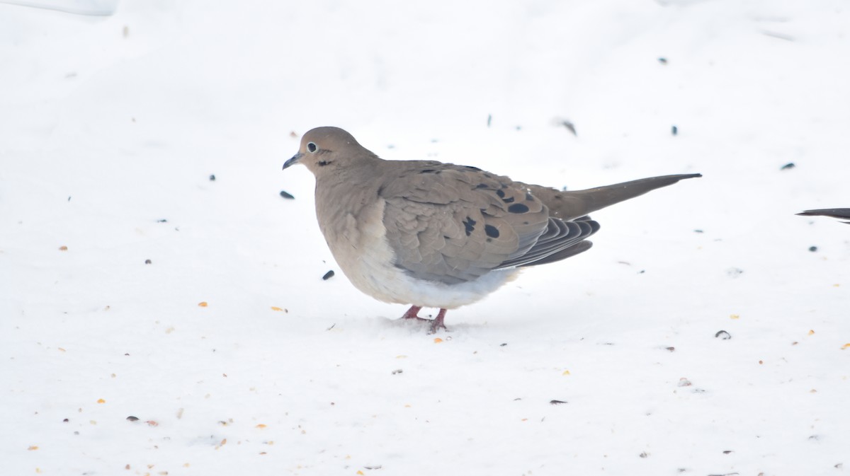 Mourning Dove - ML80791201