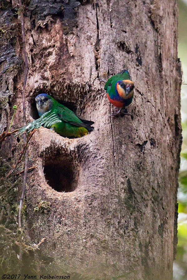 Red-breasted Pygmy-Parrot - Yann Kolbeinsson