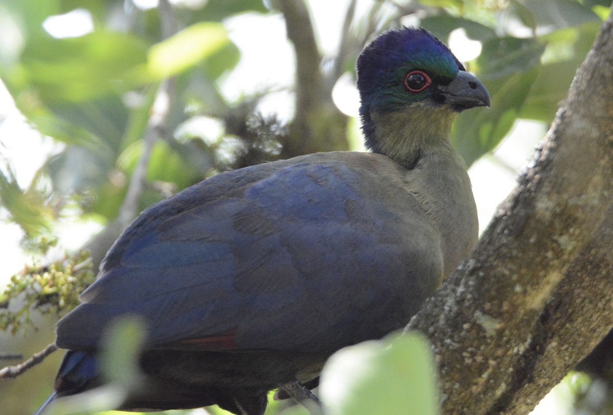 Purple-crested Turaco - ML80793151