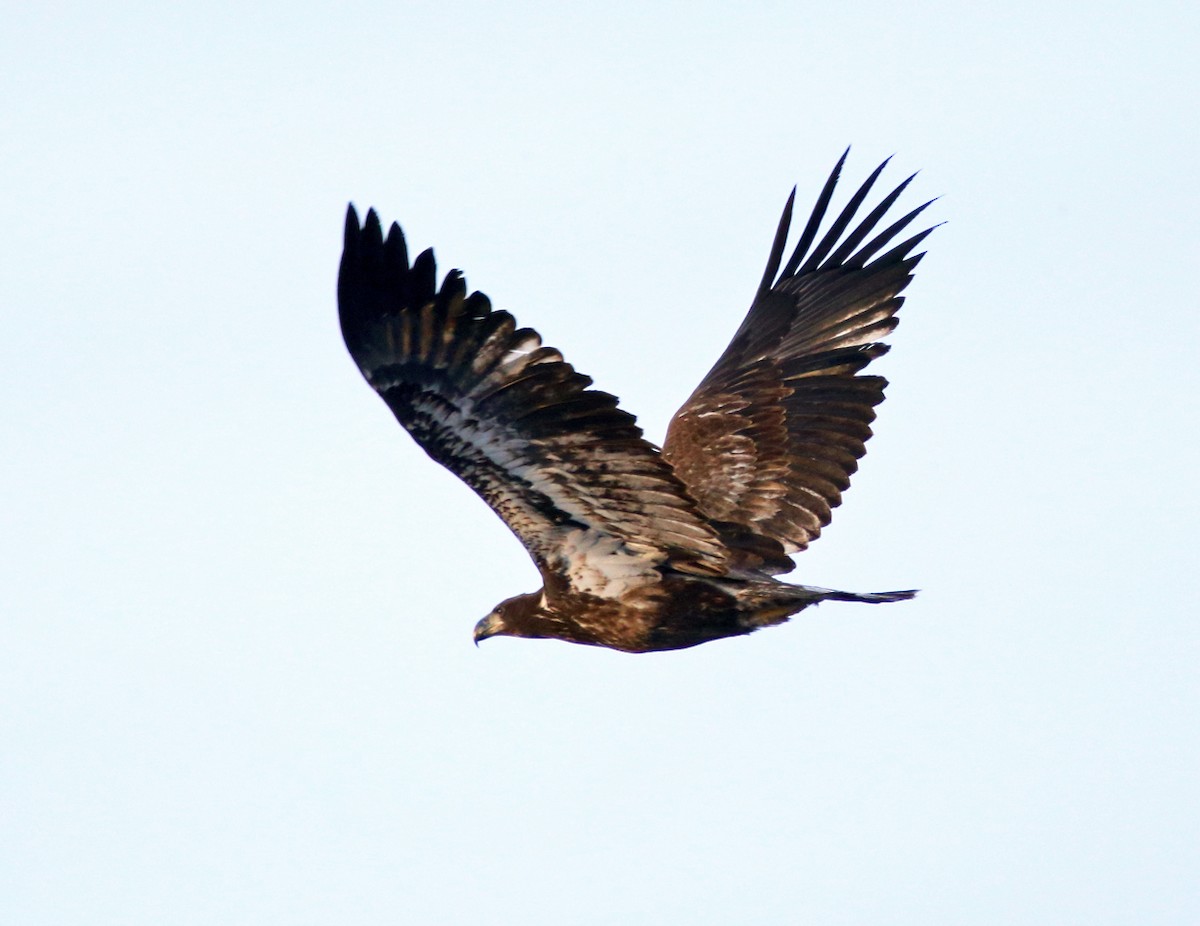 Bald Eagle - ML80793441