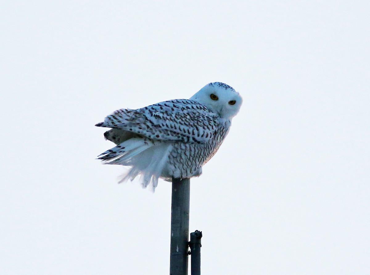 Snowy Owl - ML80793521