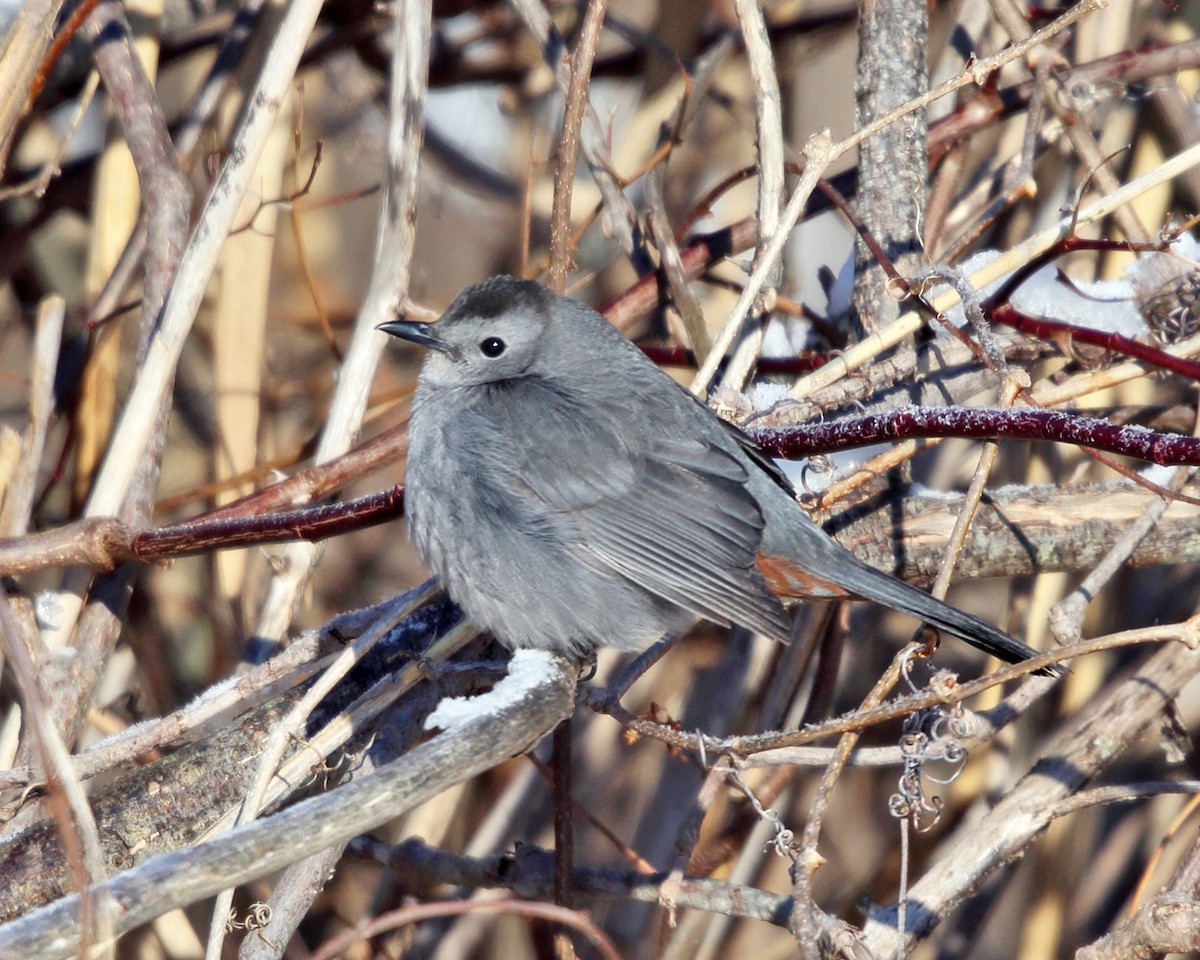 Gray Catbird - ML80793611