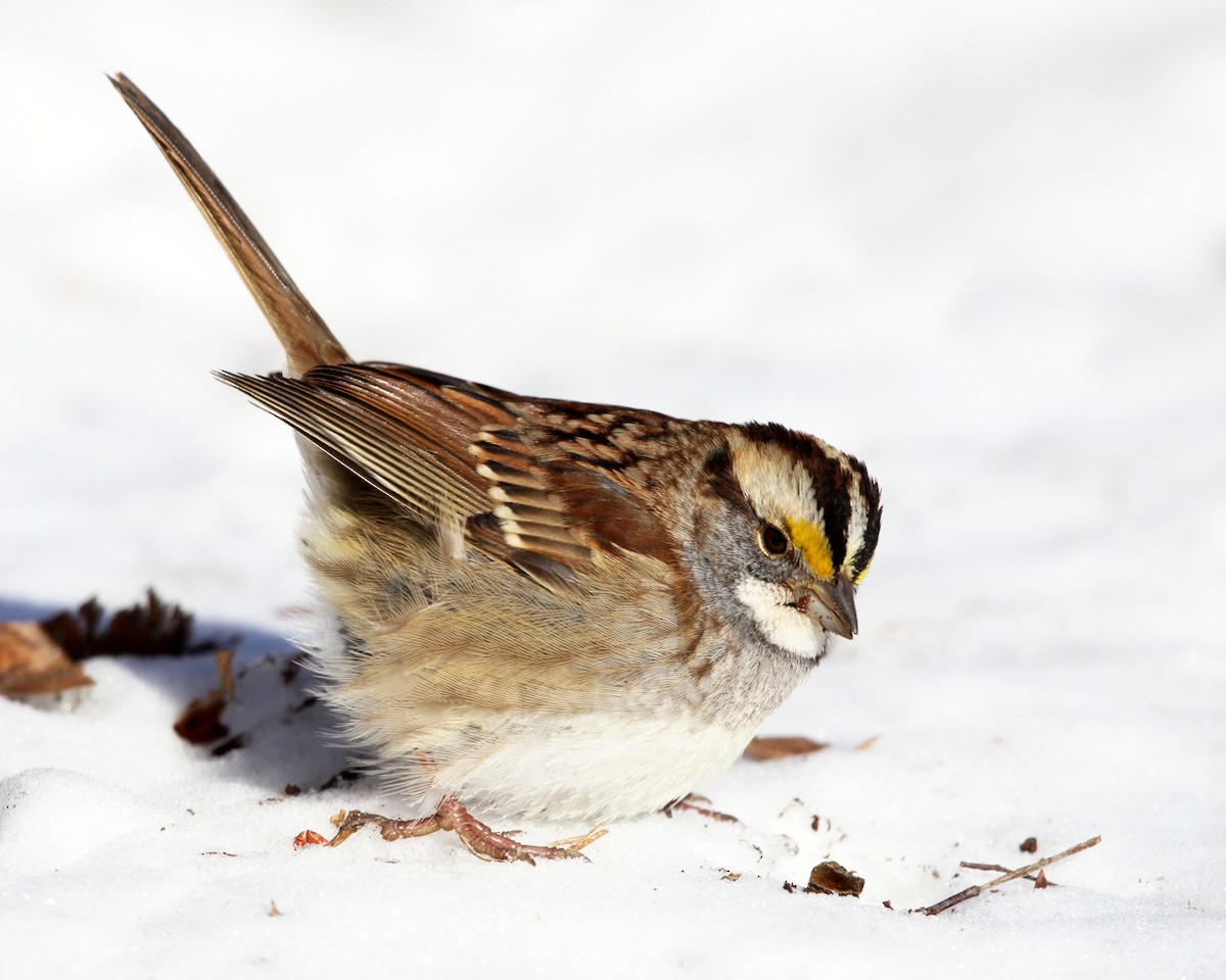White-throated Sparrow - Tom Murray