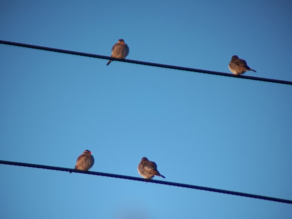 Pin-tailed Whydah - ML80793711