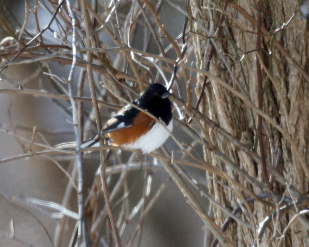 Eastern Towhee - ML80793721