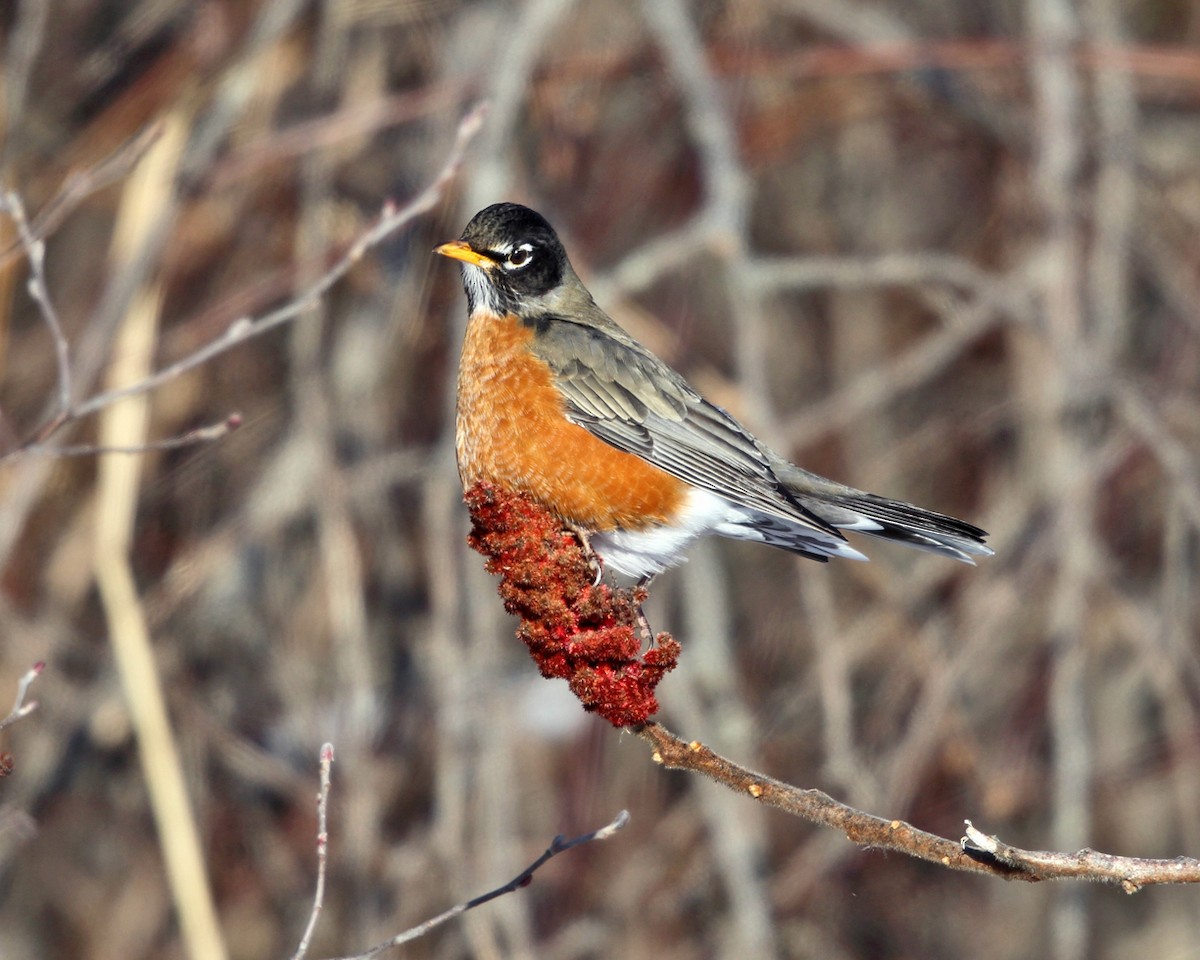 American Robin - ML80793741