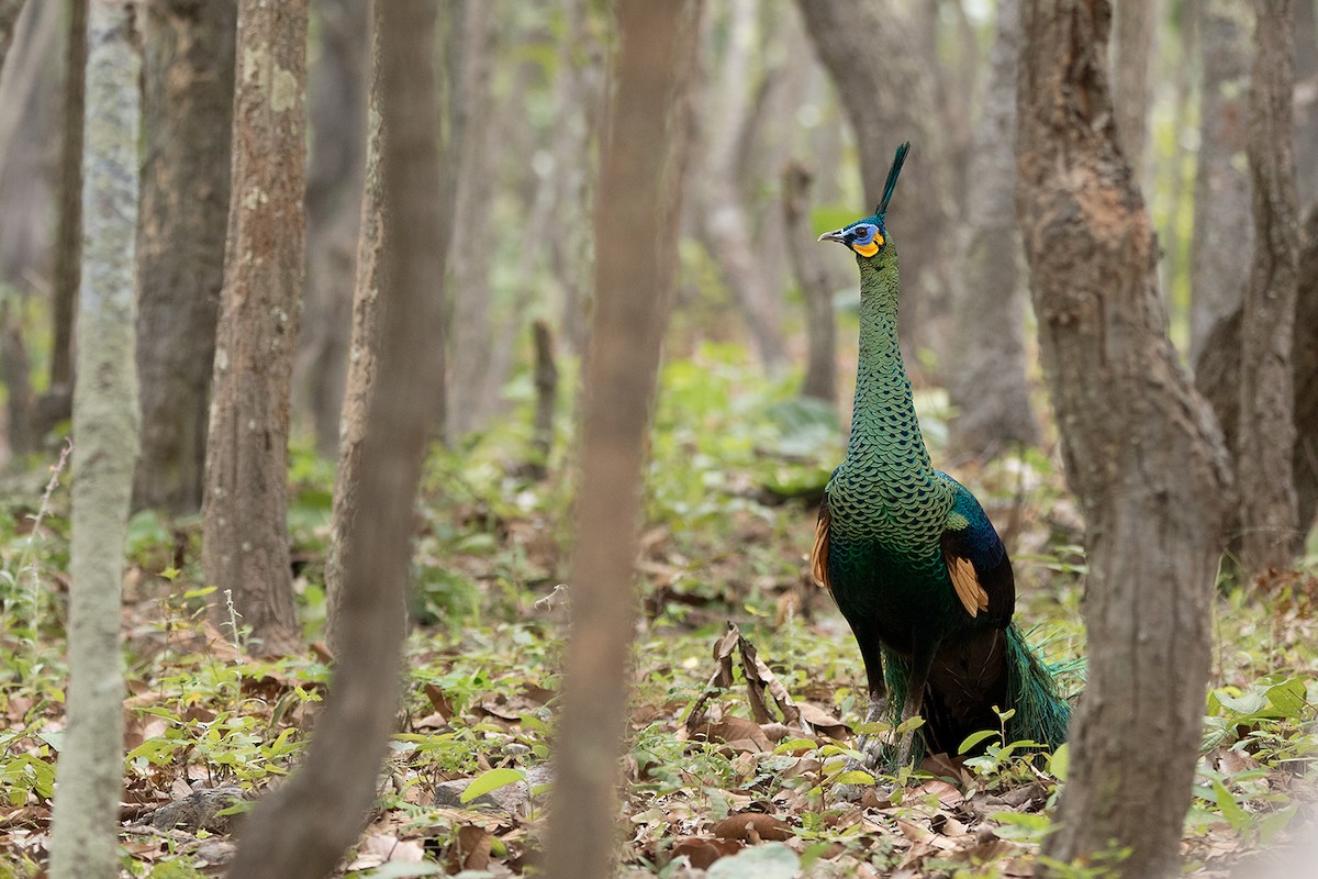 Green Peafowl - ML80794011