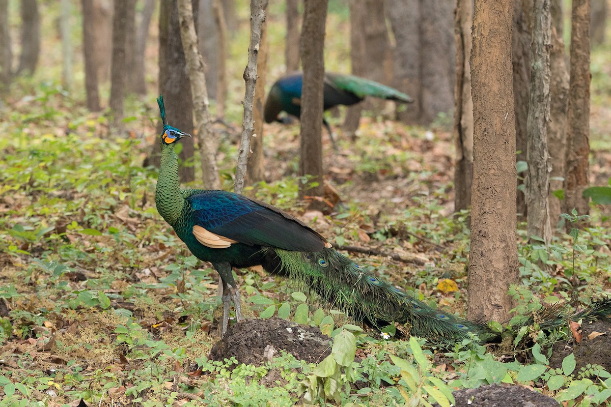 Pavo Real Cuelliverde - ML80794021