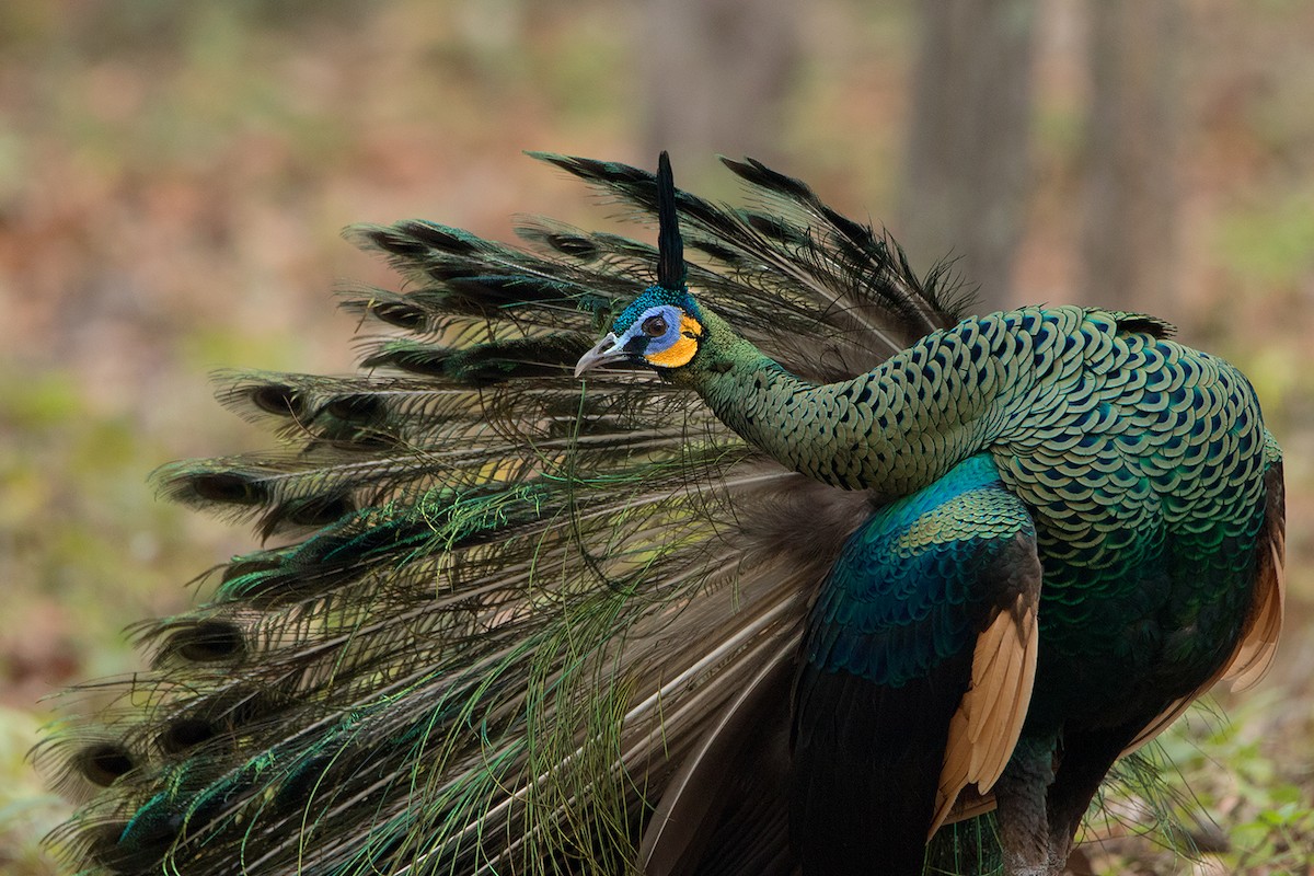 Pavo Real Cuelliverde - ML80794031