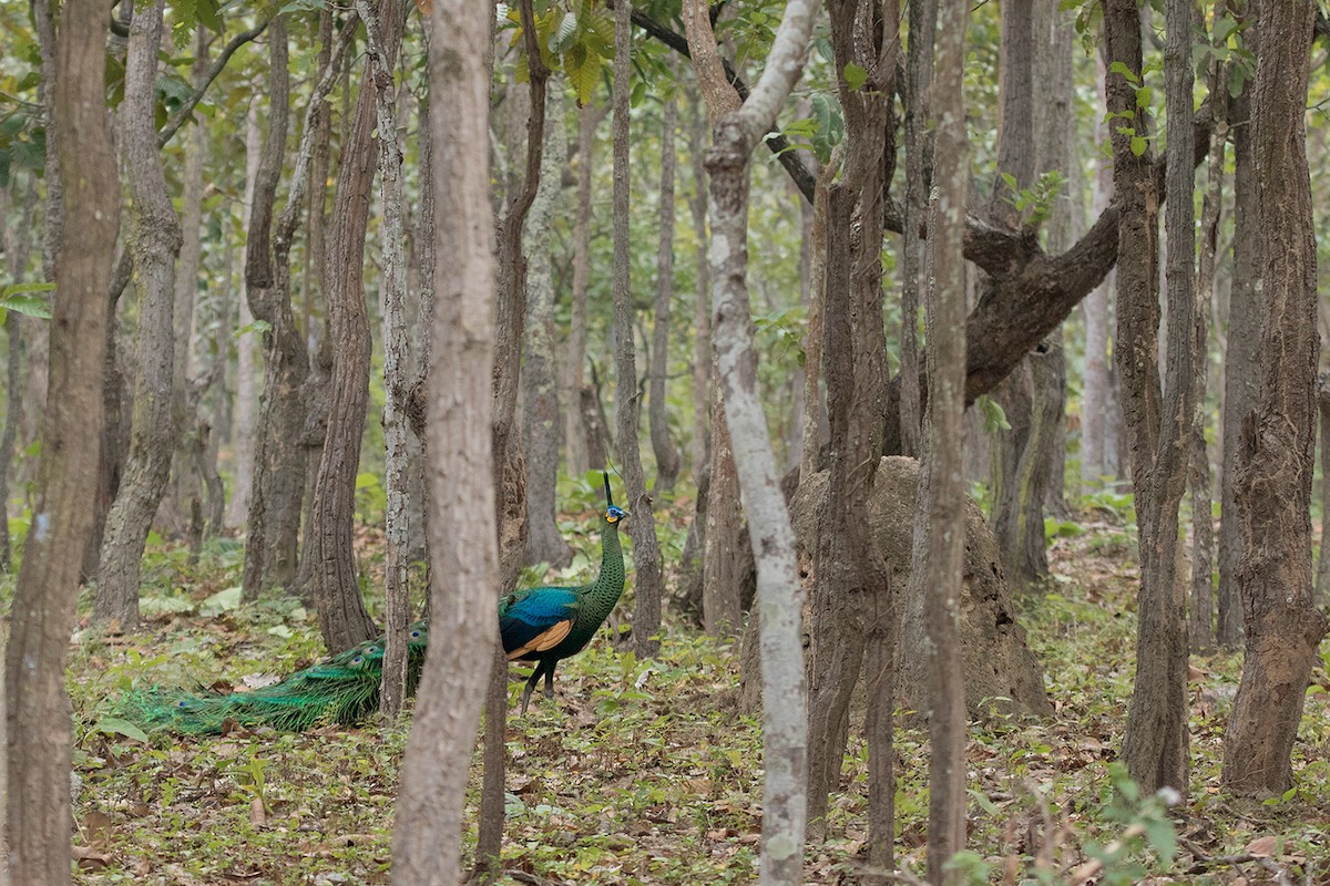 Green Peafowl - Ayuwat Jearwattanakanok