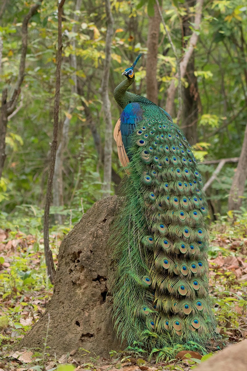 Green Peafowl - Ayuwat Jearwattanakanok