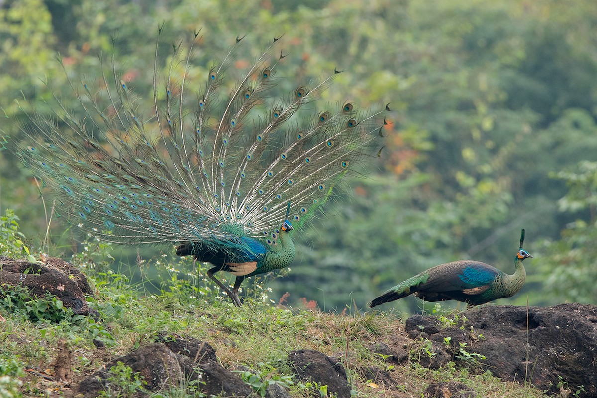 Green Peafowl - Ayuwat Jearwattanakanok