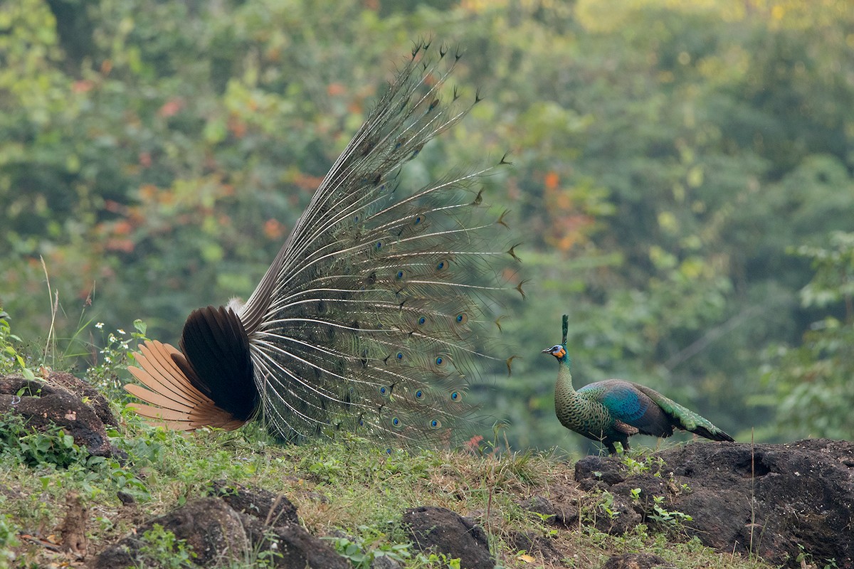 Green Peafowl - ML80794081