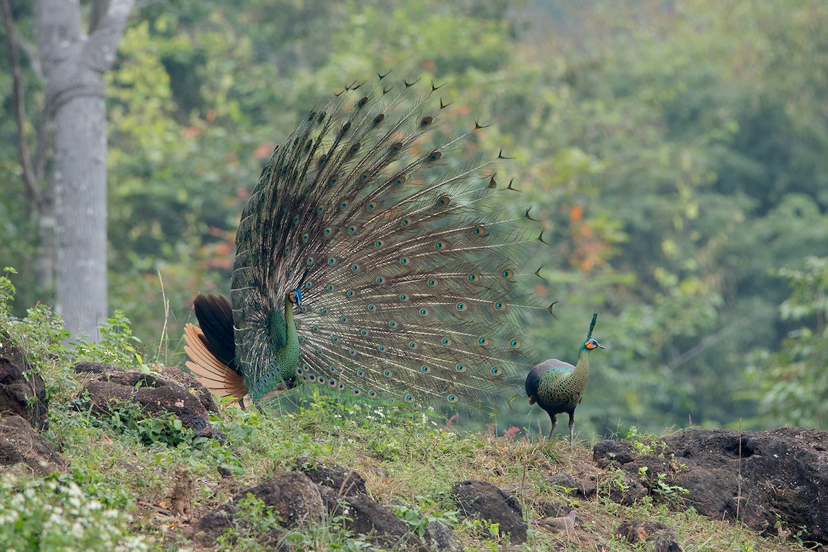 Green Peafowl - ML80794101