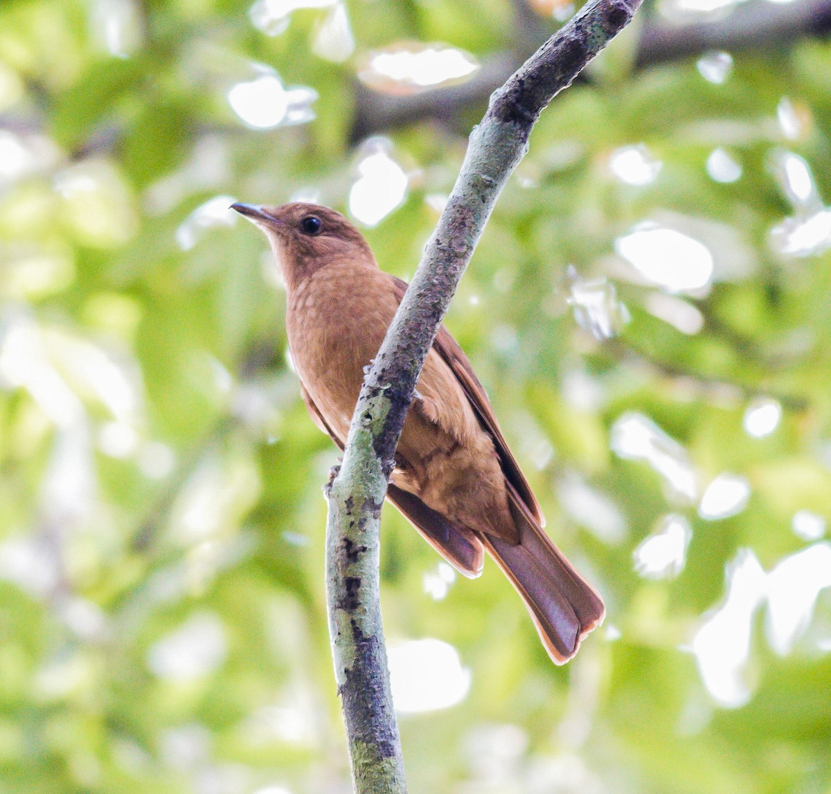 Rufous Piha - ML80794131