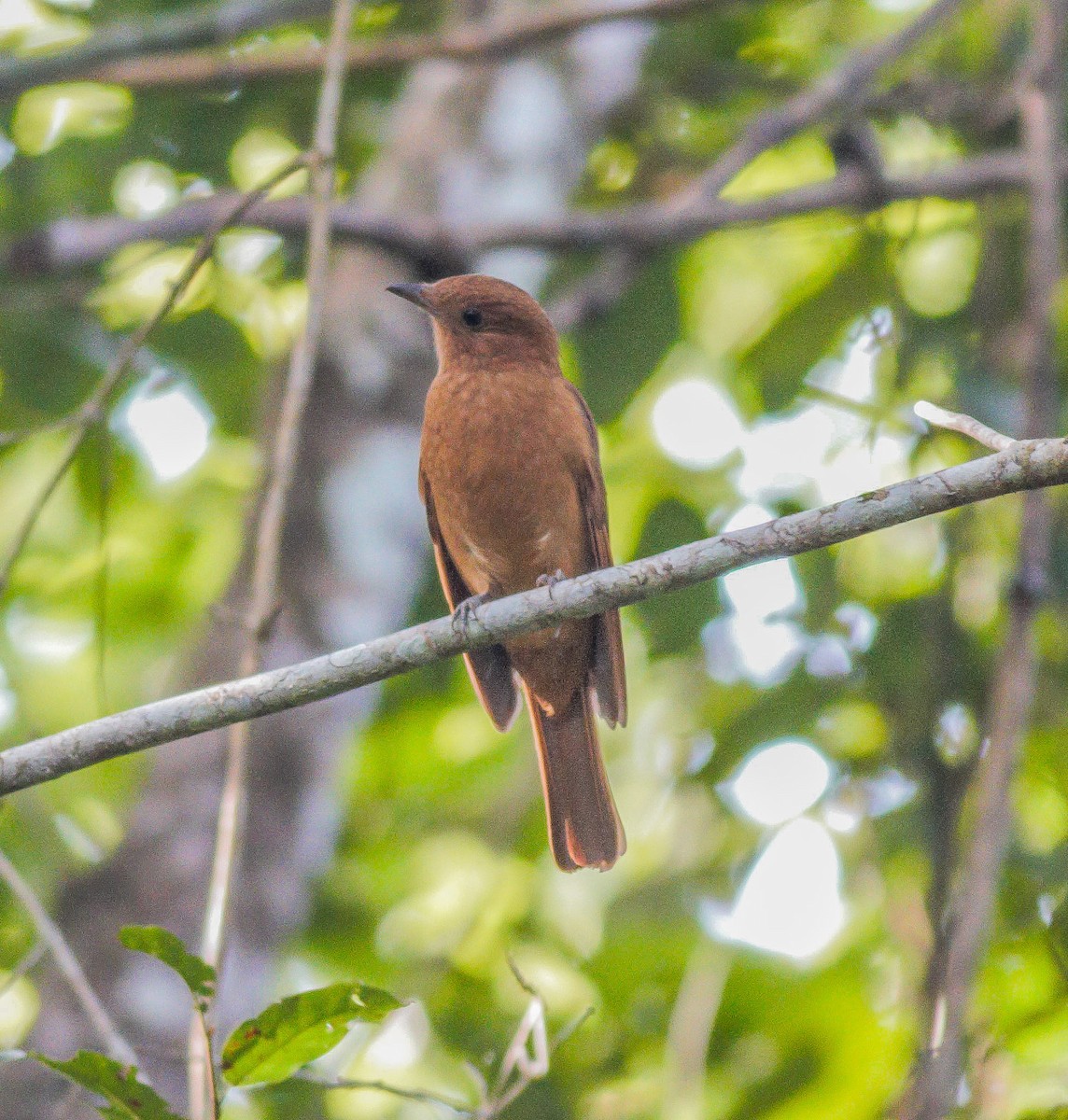 Rufous Piha - ML80794141