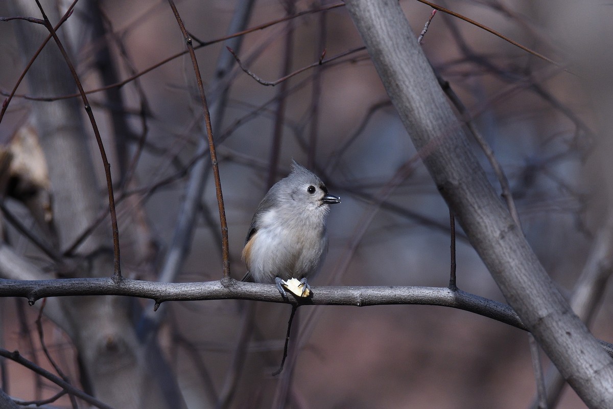 Tufted Titmouse - ML80794391