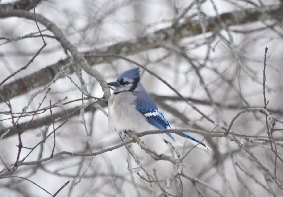 Blue Jay - ML80794901