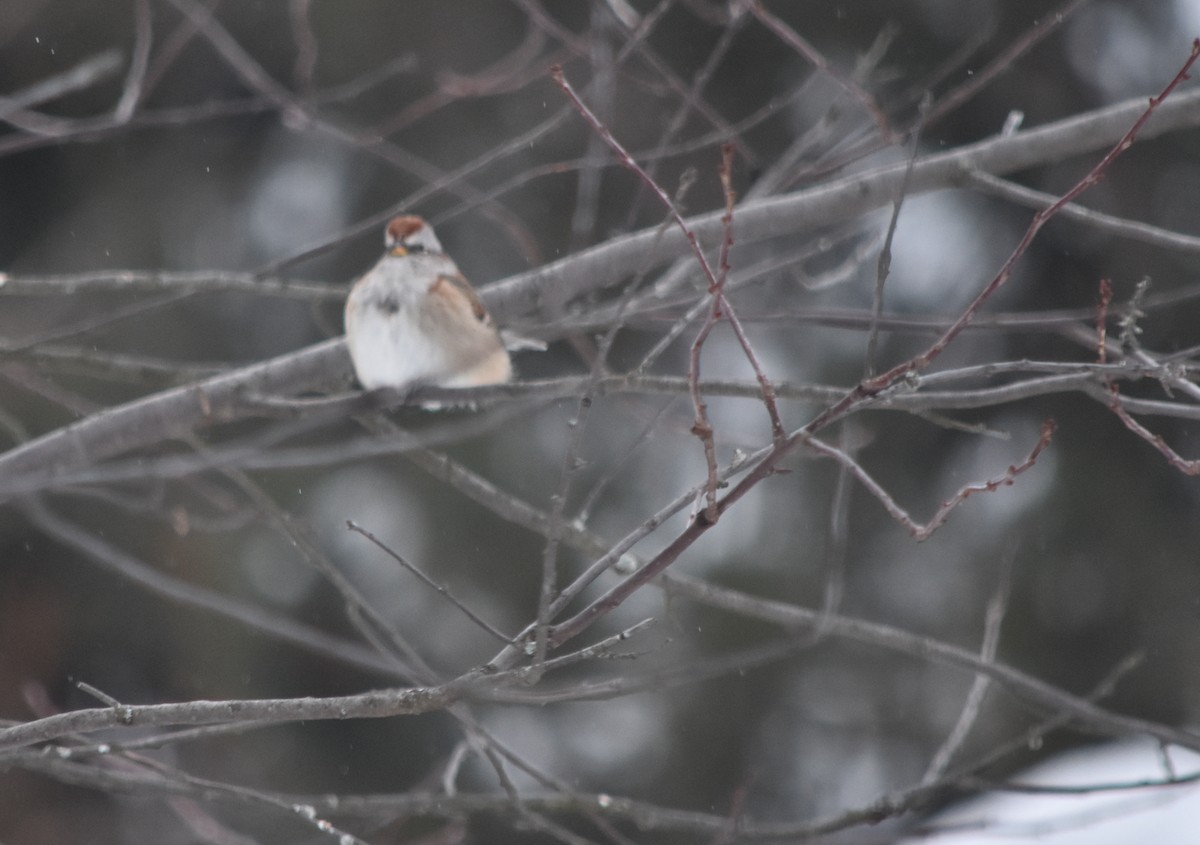 American Tree Sparrow - ML80795181