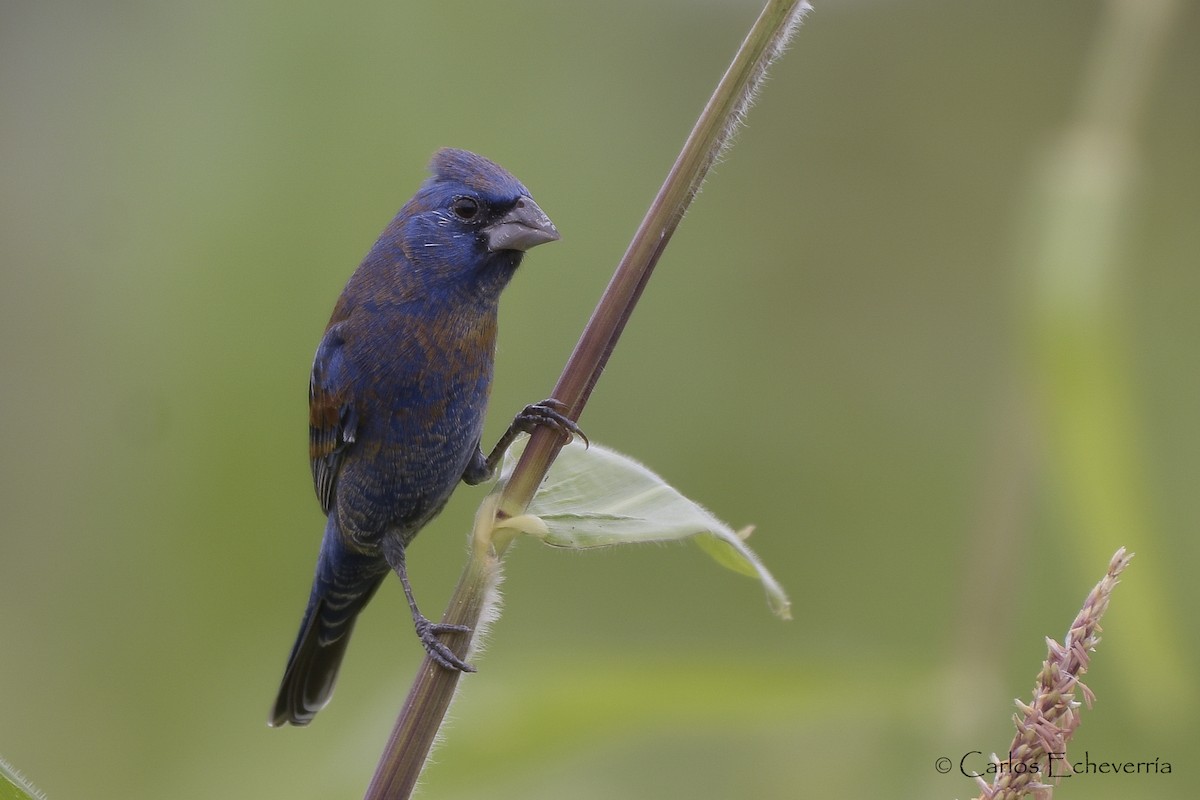 Blue Grosbeak - ML80795451