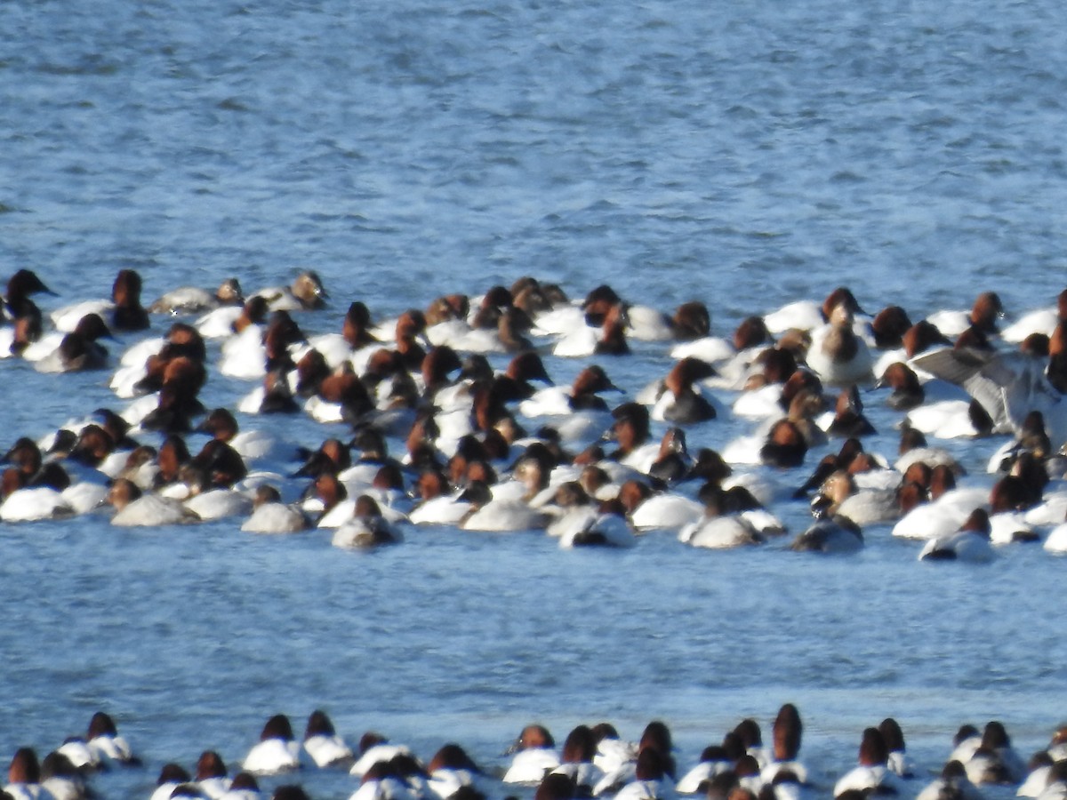 Canvasback - ML80797391