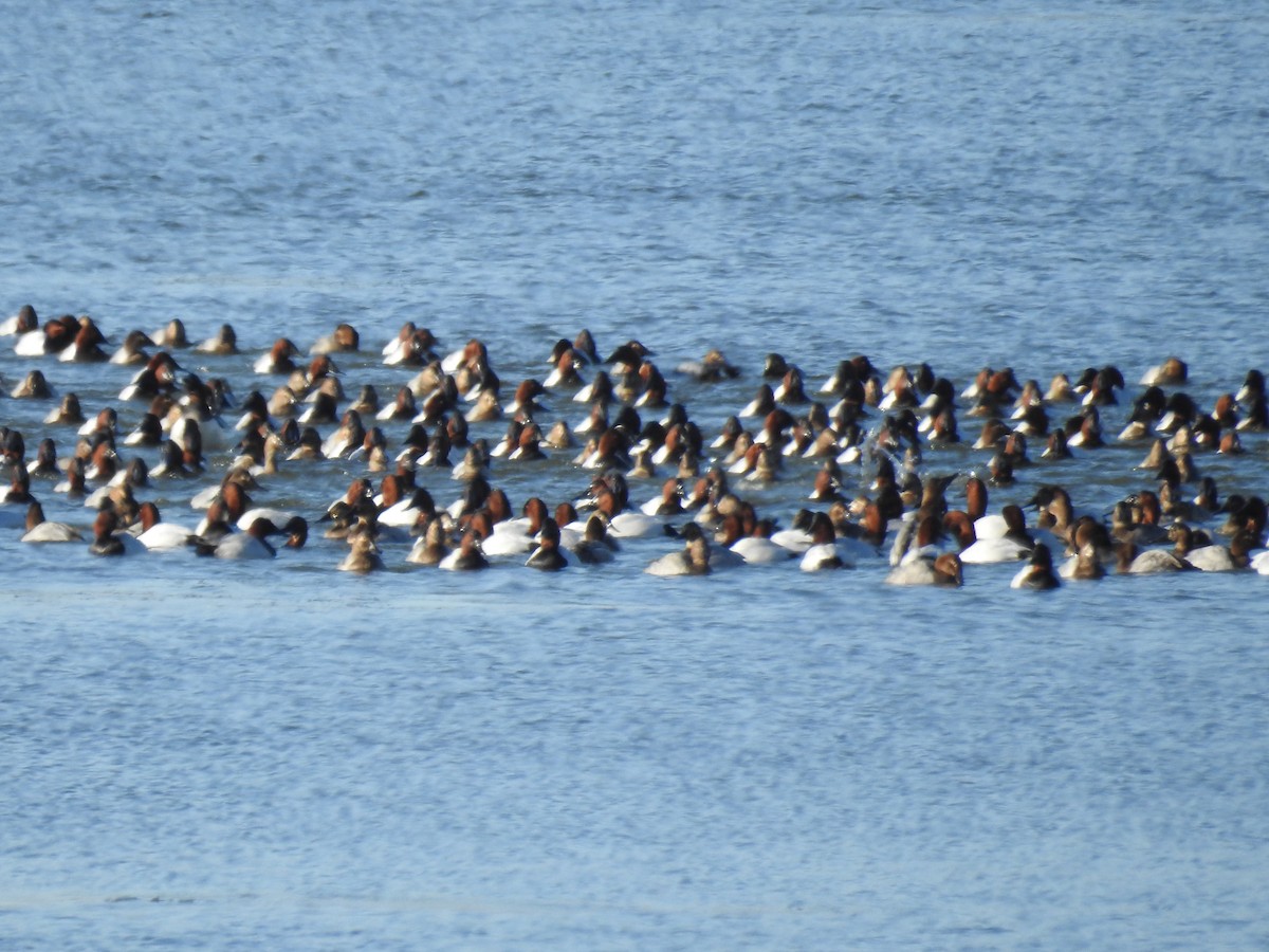 Canvasback - ML80797411