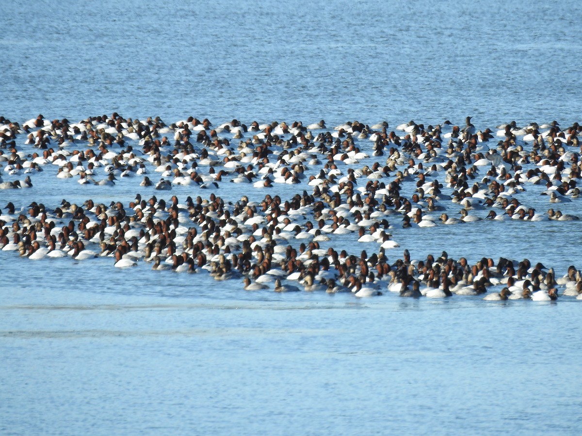 Canvasback - ML80797421