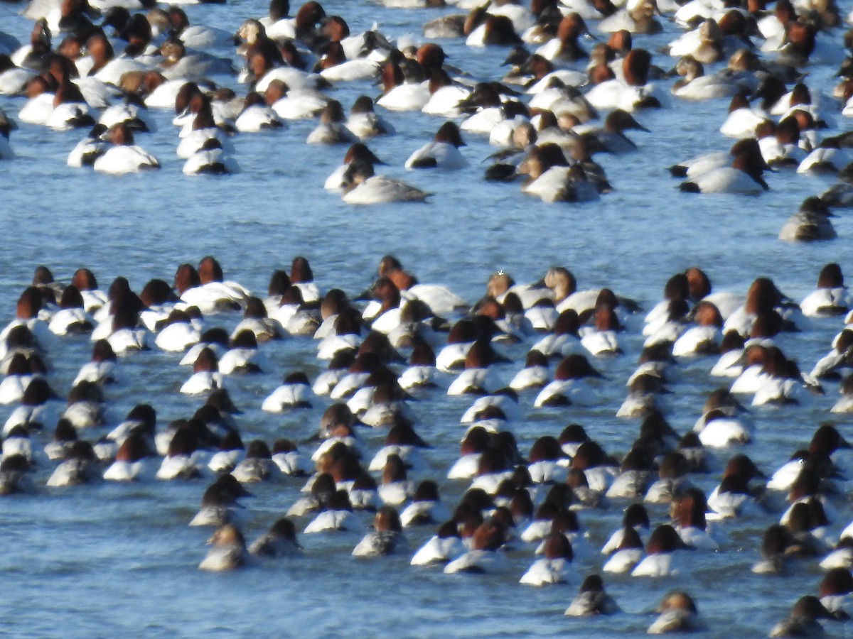 Canvasback - ML80797441