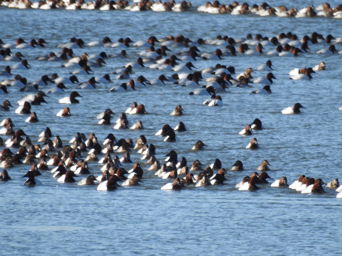 Canvasback - ML80797451