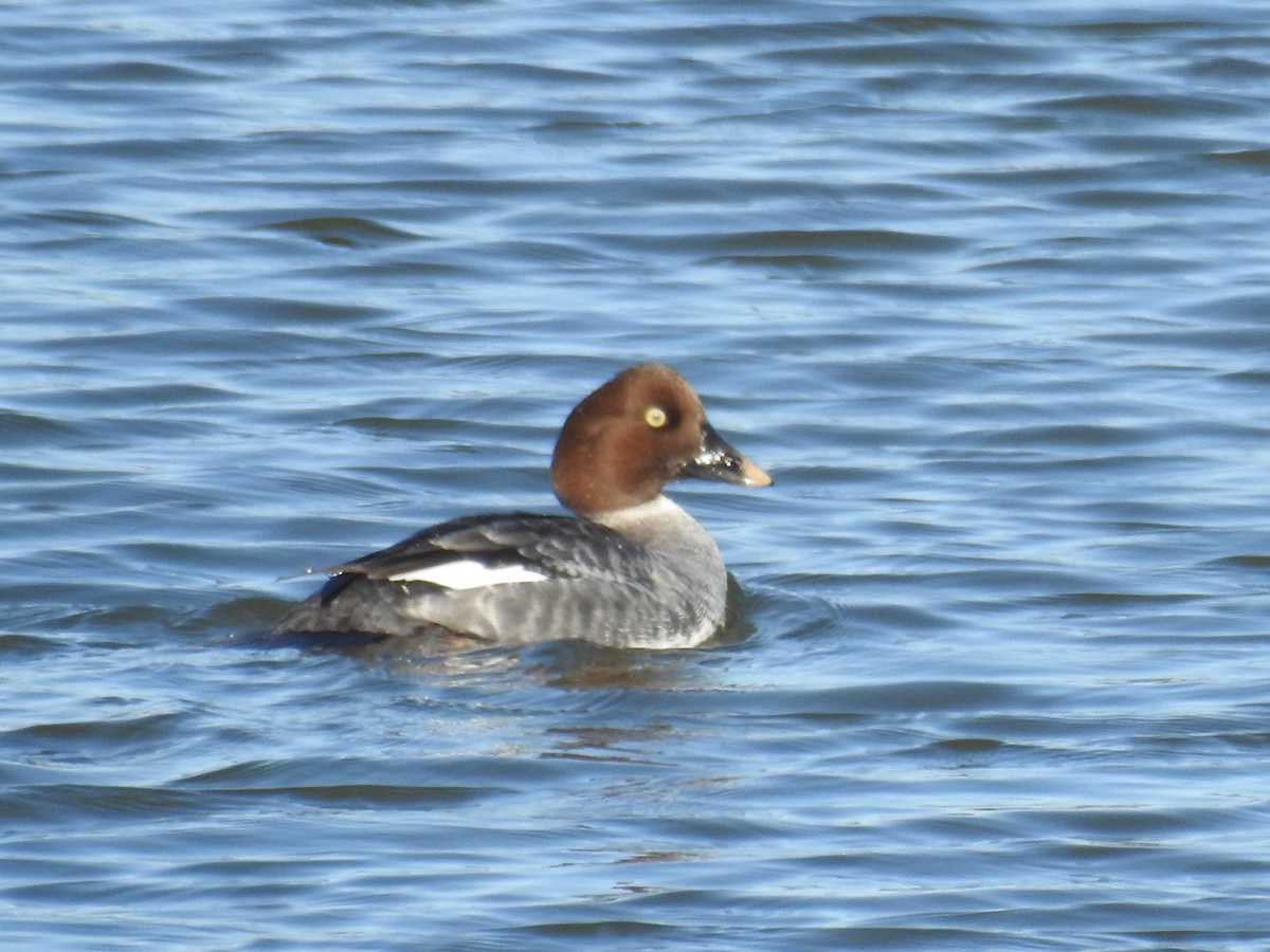 Common Goldeneye - ML80797521