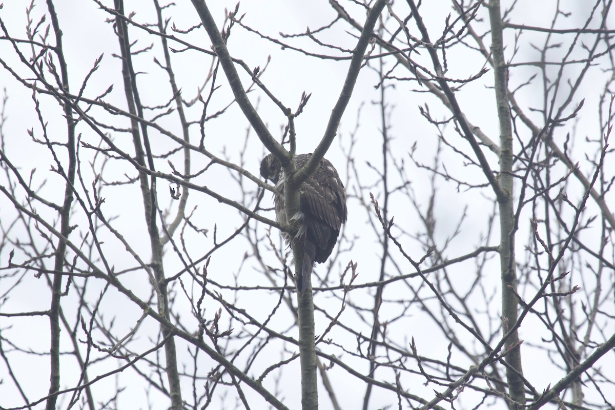 American Goshawk - ML80798531