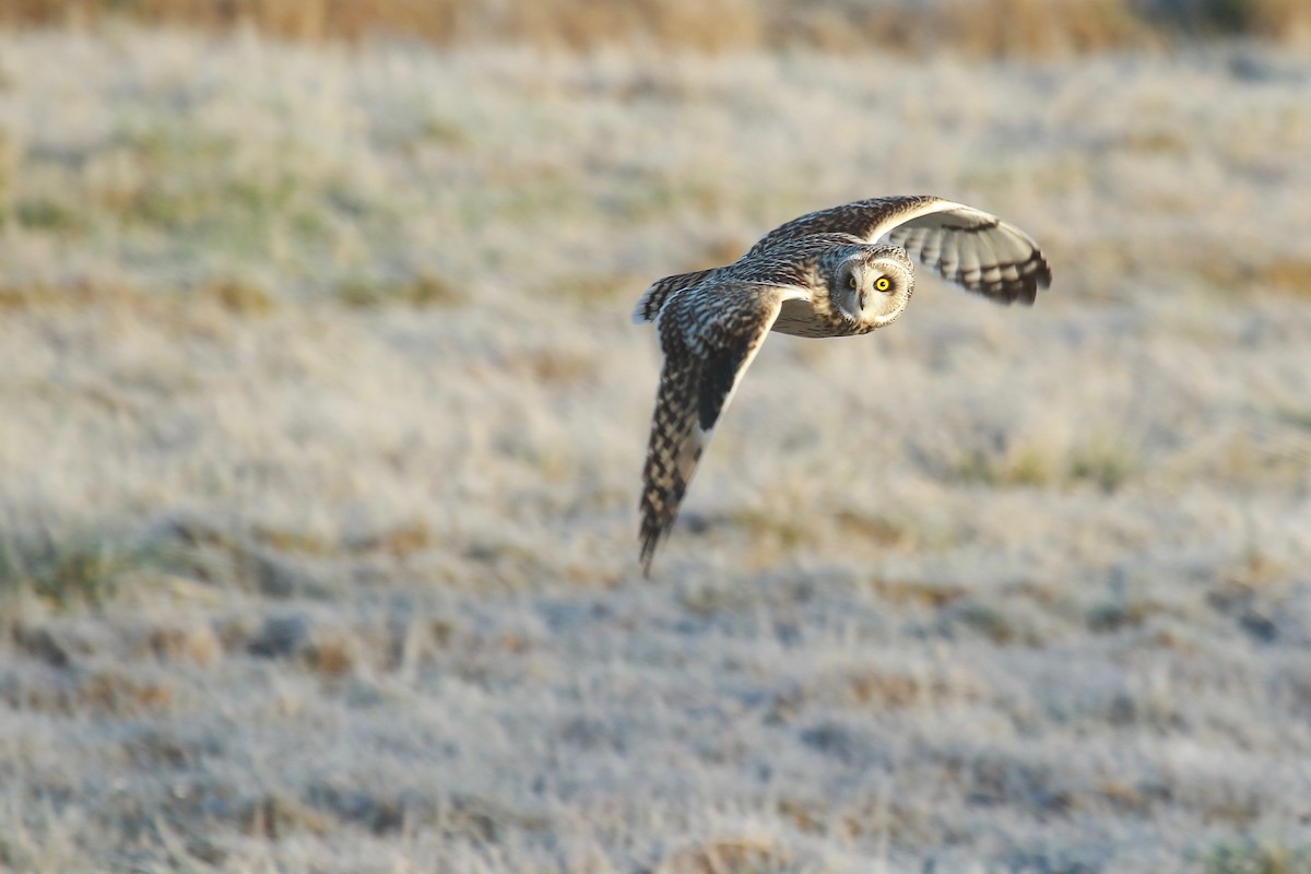 Short-eared Owl - Alice Sun